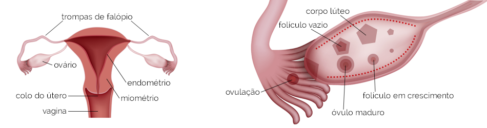 Ooforite autoimune: quando a imunidade pode atacar os ovarios